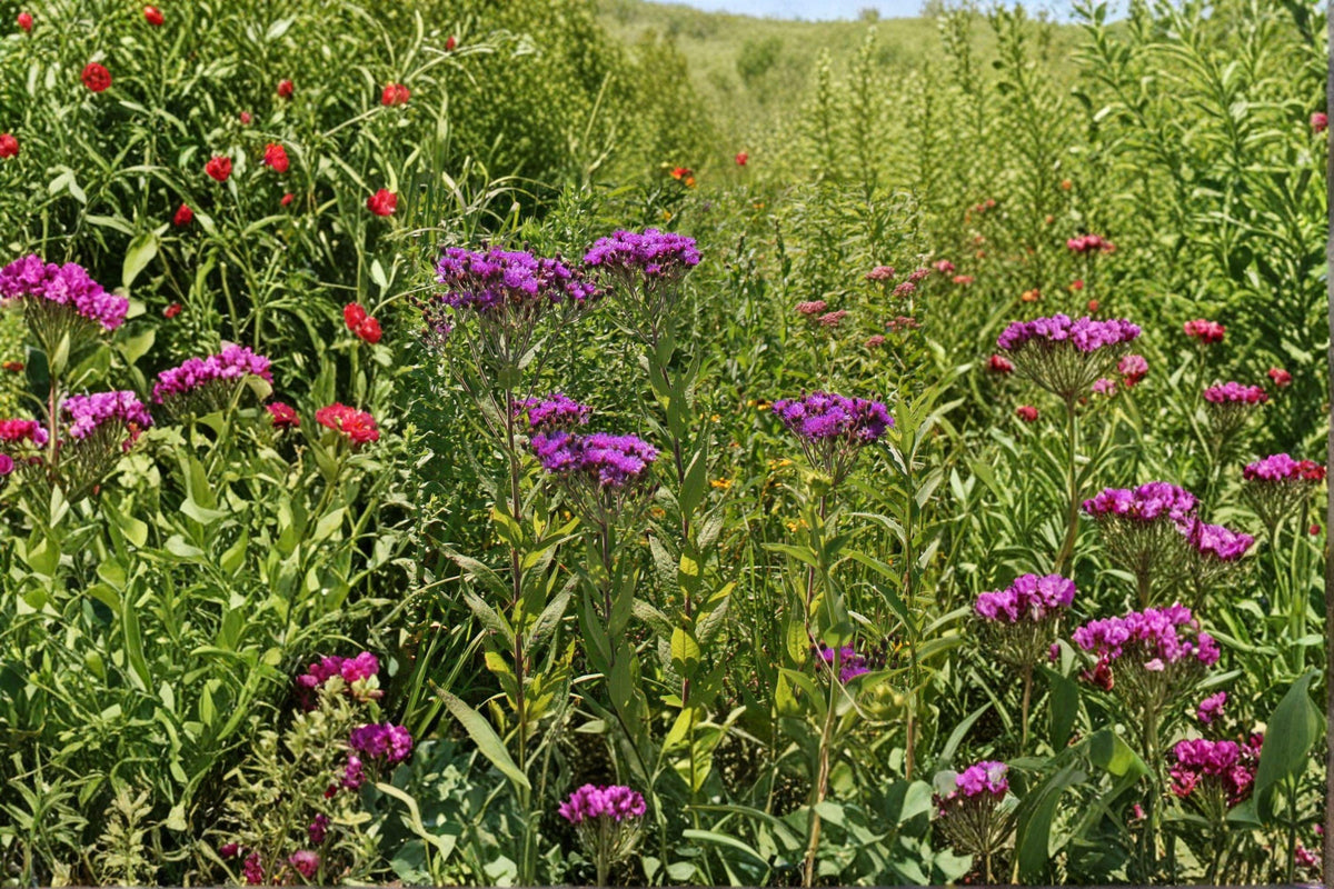 New York Ironweed Seeds – Tall Purple Wildflower for Pollinator Gardens, Vernonia noveboracensis