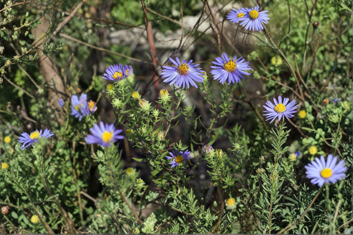 Aromatic Aster Seeds - Purple Blue Wildflower for Pollinator Gardens, Symphyotrichum oblongifolium, Native Perennial