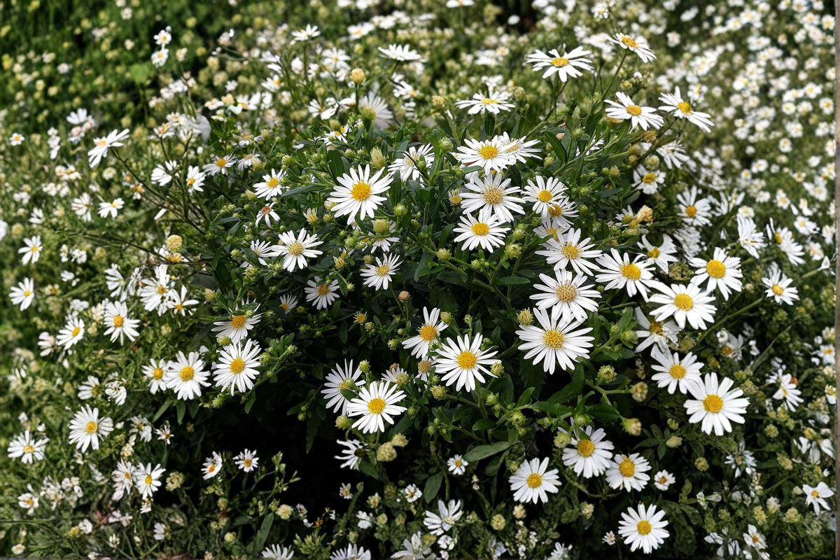 Heath Aster Seeds - White Wildflower, Pollinator Garden, Aster pilosus, Symphyotrichum pilosum, Native Perennial, Drought Tolerant