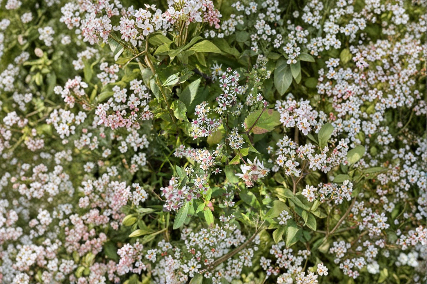 Calico Aster Seeds - White Purple Wildflower, Pollinator Garden, Symphyotrichum lateriflorum, Native Perennial for Fall Blooming Gardens