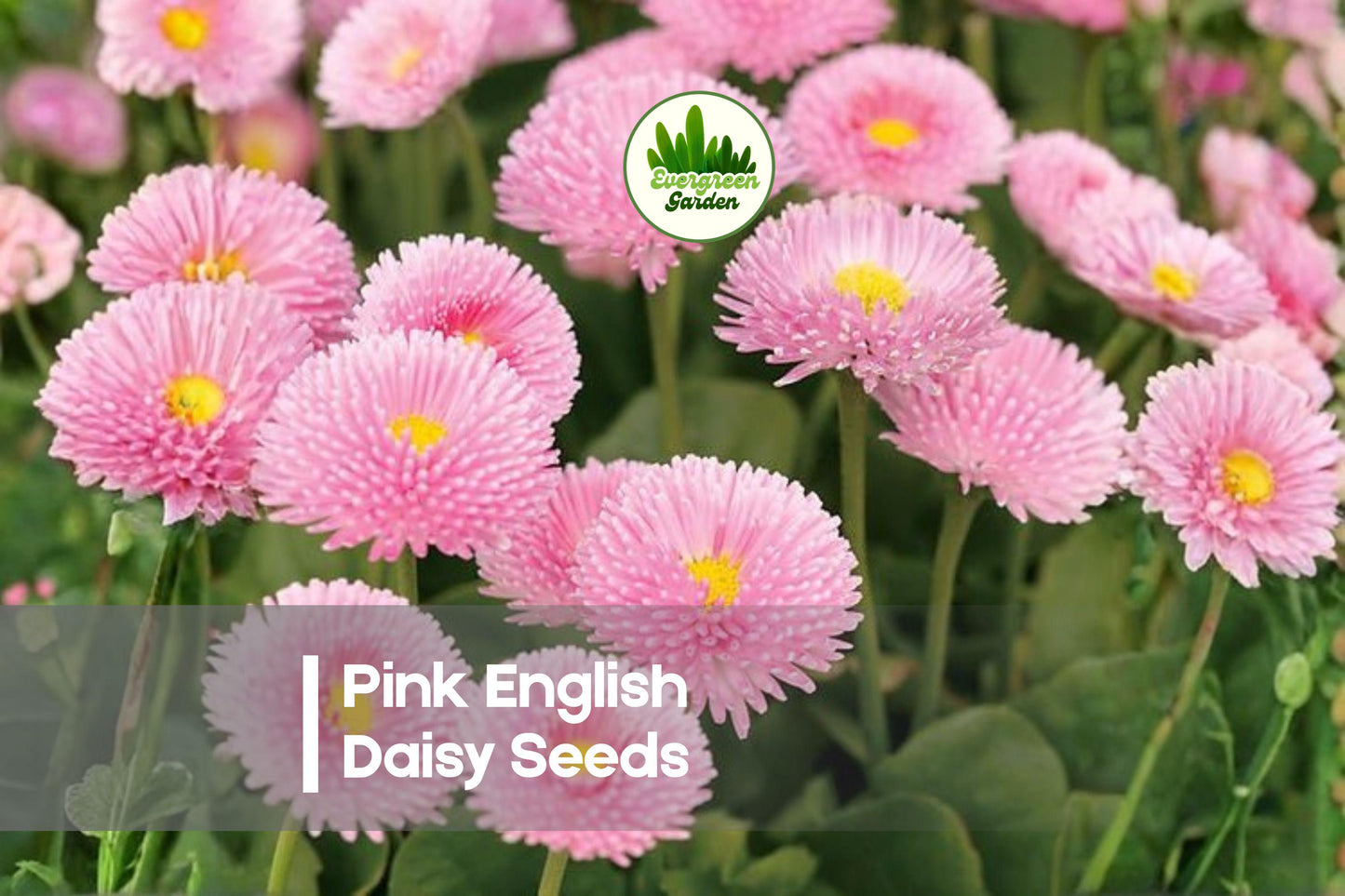 200 Pink English Daisy Seeds, Bellis perennis, Compact Perennial for Borders, Pots & Rock Gardens