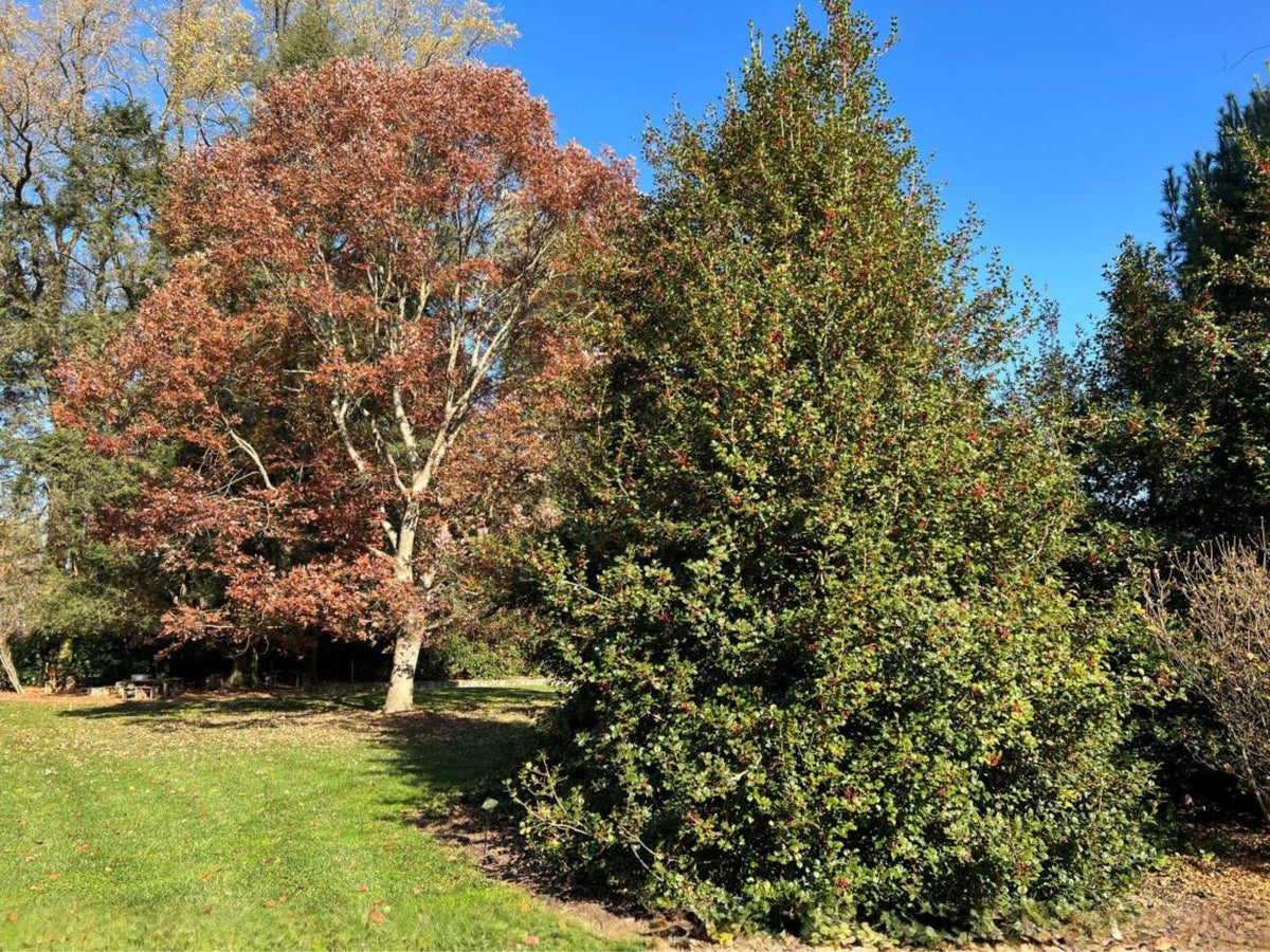 American Holly Seeds – 10 Ilex opaca Evergreen Tree Seeds for Native Landscaping, Wildlife, Privacy Screens