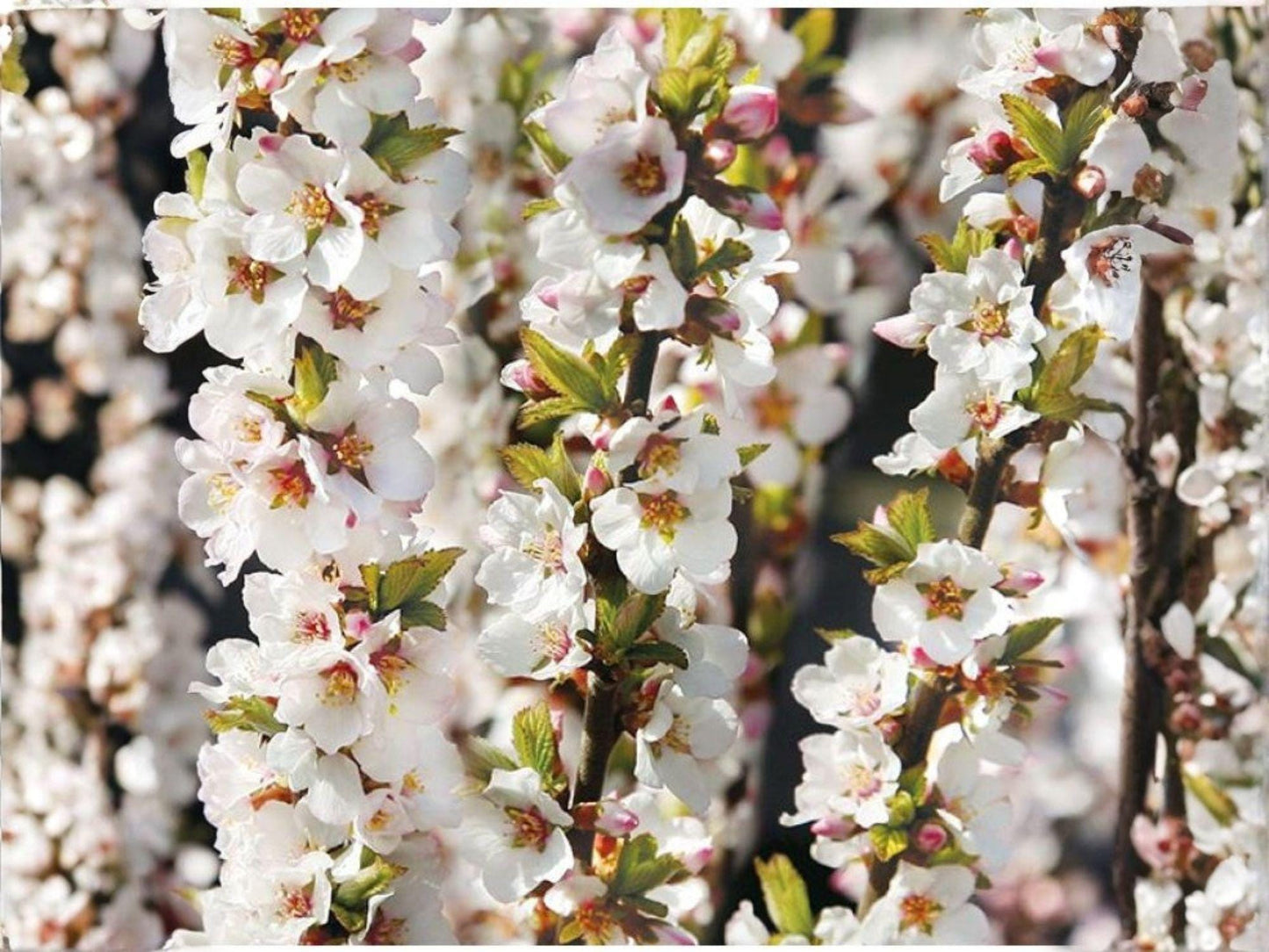 Nanking Cherry Seeds – 10 Prunus tomentosa Fruit Shrub Seeds for Edible Landscaping, Cold Hardy, Flowering Hedge, Wildlife Garden