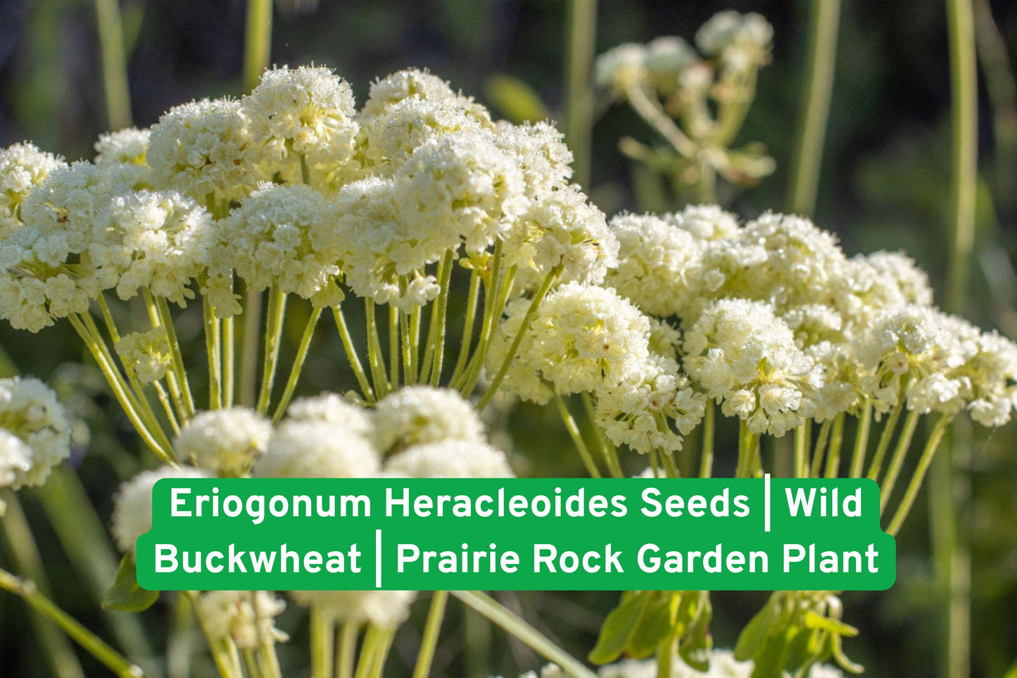 Eriogonum Heracleoides Seeds | Wild Buckwheat Prairie Perennial | Drought-Tolerant Native Wildflower for Rock Gardens & Xeriscaping