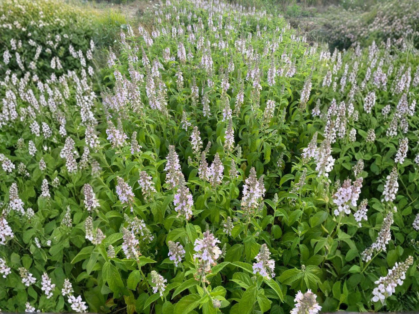 American Germander Seeds – Teucrium Canadense Native Perennial for Pollinator Gardens, Lavender Pink Blooms