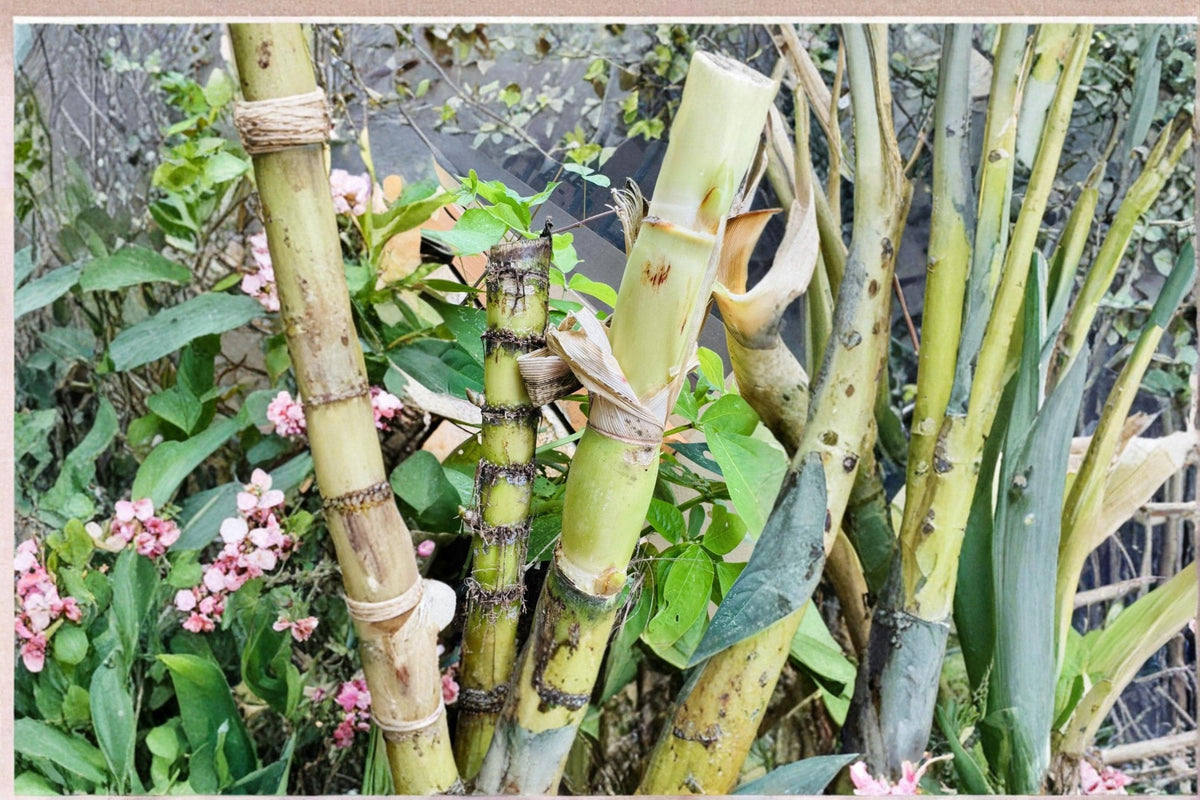 Green Sugarcane Cuttings - Unrooted Live Plant Saccharum officinarum, Tropical Perennial Grass for Warm Climates