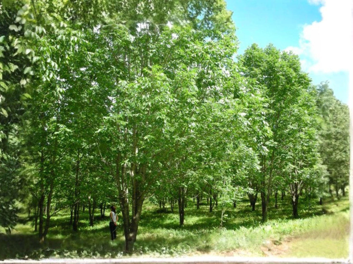 Acer Tschonoskii Seeds – Manchurian Striped Maple Tree, Snakebark Ornamental, Cold Hardy, Deciduous, 10 Seeds