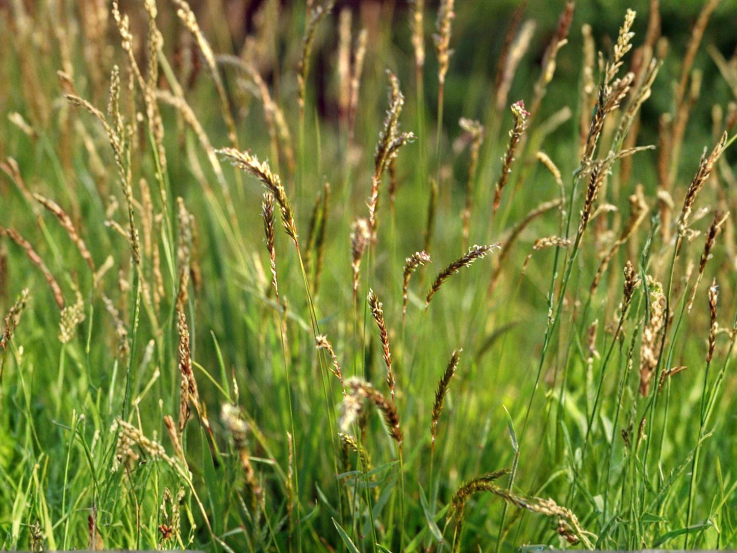 Sweet Vernal Grass Seeds – Fragrant Ornamental Meadow, Anthoxanthum odoratum, Wildflower, Perennial, 300 Seeds