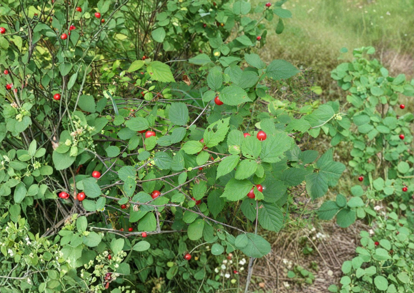Nanking Cherry Tree Seeds, Hardy Shrub for Edible Landscaping, Ornamental Garden Plant, Prunus tomentosa, 10 Seeds