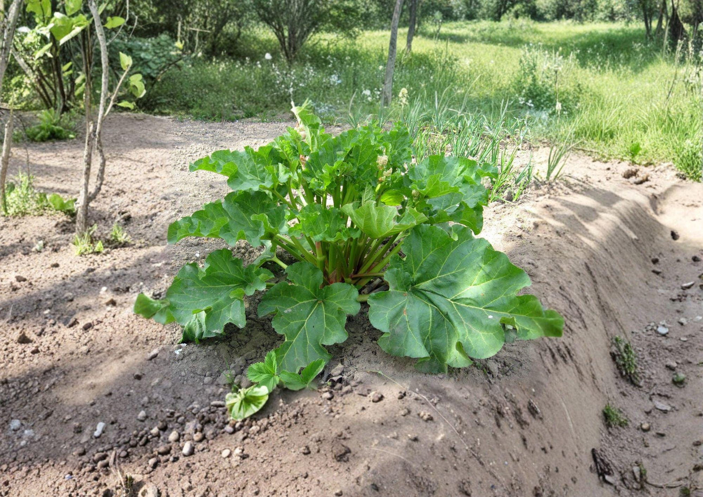 Rhubarb Seeds – Victoria Heirloom Variety for Perennial Garden, Hardy Pie Plant, 25 Premium Vegetable Seeds