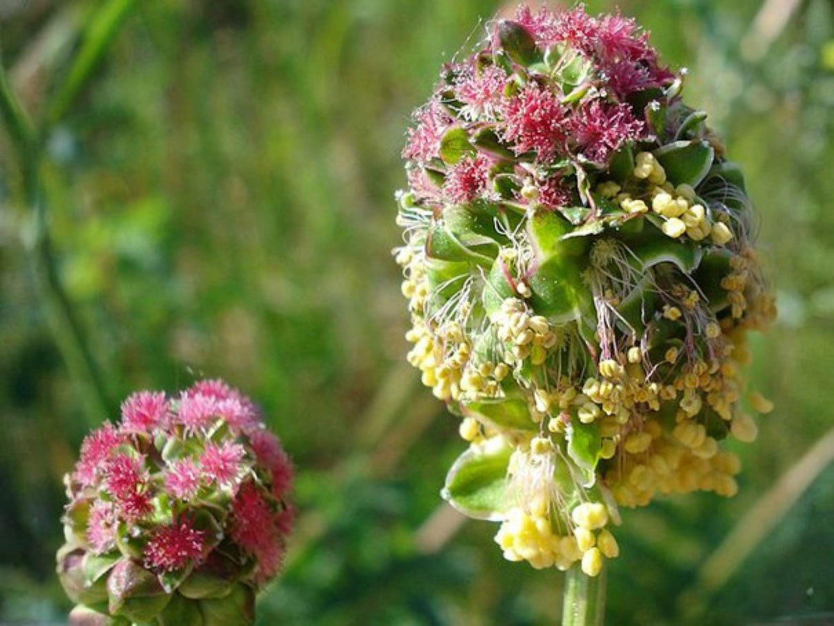 Salad Burnet Seeds - 100 Pack - Edible Herb Sanguisorba Minor for Herb Gardens & Culinary Use
