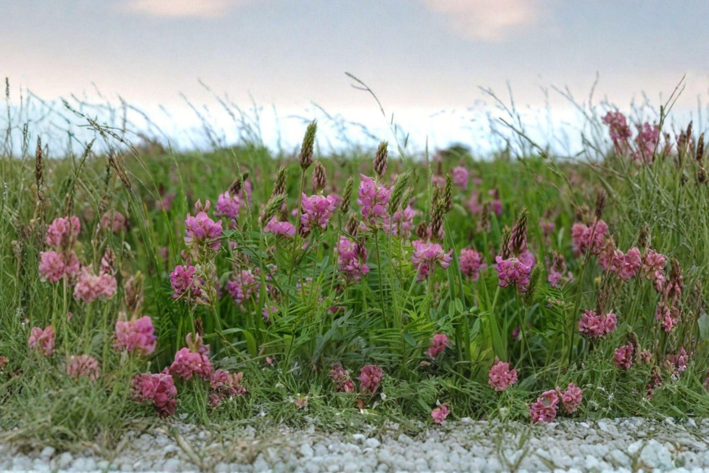 Sainfoin Shoshone Seeds – Pink Flower, Nitrogen Fixing Forage, Soil Improvement, Perennial Legume, Onobrychis viciifolia (100 Seeds)