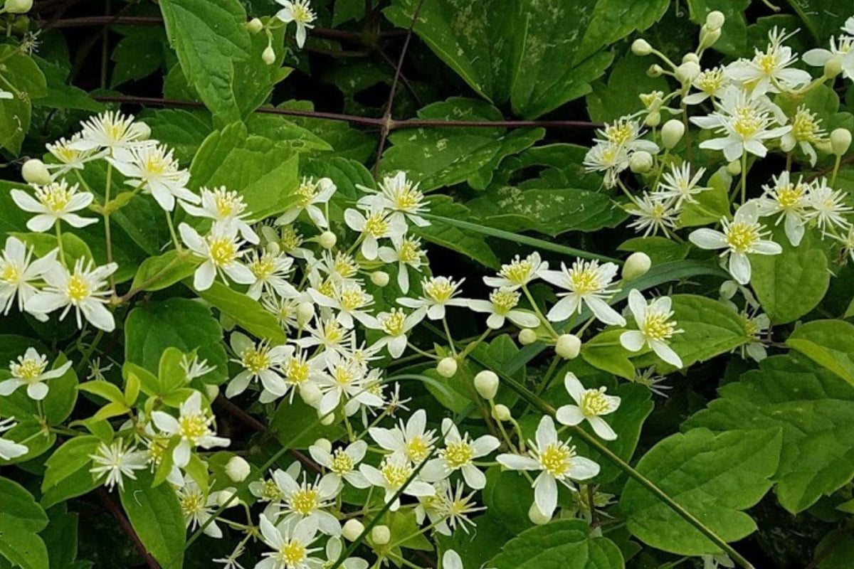 Virgins Bower Clematis Seeds – Native Climbing Vine for Pollinator Gardens, Fragrant White Blooms, Clematis virginiana
