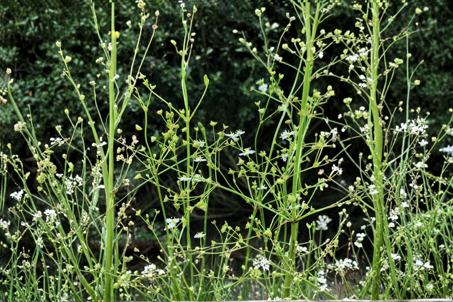 Water Plantain Seeds – Native Aquatic Perennial for Ponds, Rain Gardens, Wetlands – Alisma triviale, White to Pink Flowers, 300 Seeds