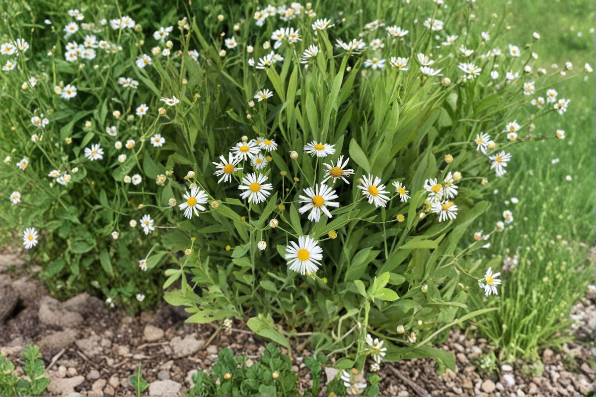 White Doll's Daisy Seeds - Boltonia Asteroides Wildflower for Pollinator Gardens, Native Perennial, Late Summer Blooms, 500 Seeds