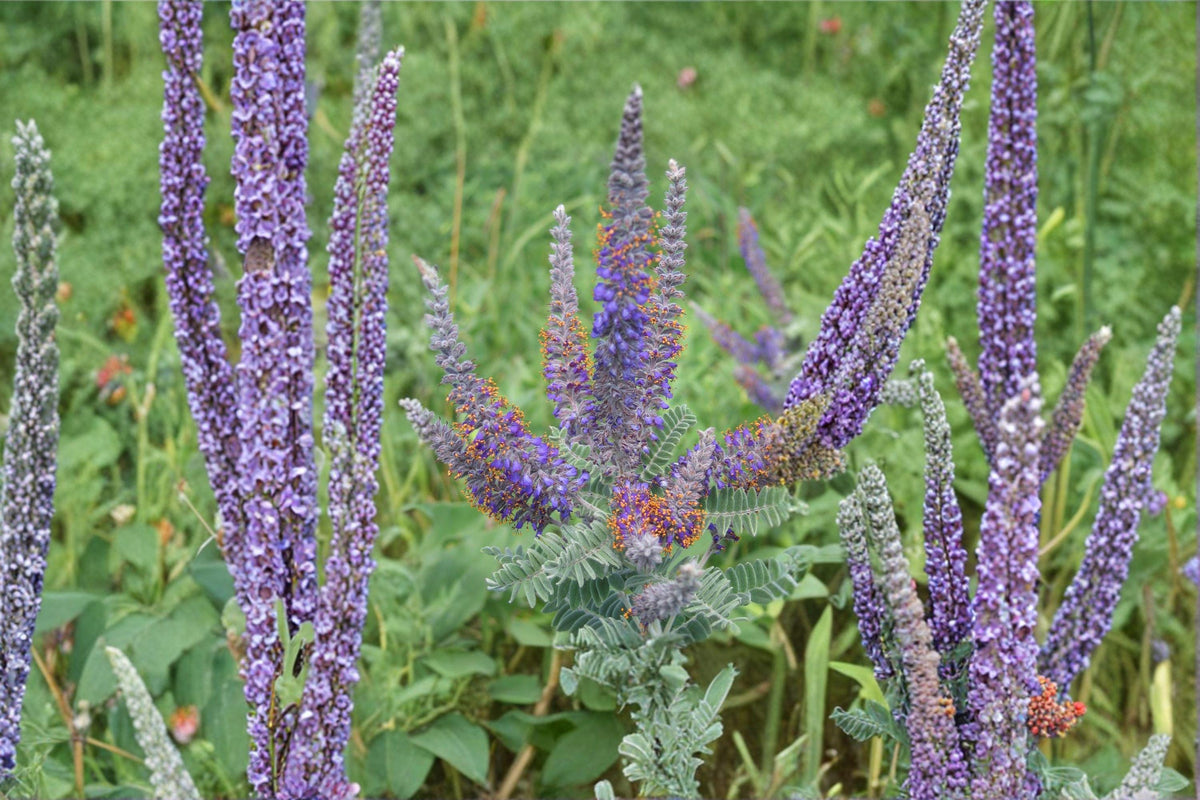 Lead Plant Seeds – Amorpha Canescens Native Prairie Perennial for Pollinator Gardens, Drought Tolerant, Purple Flower Spikes