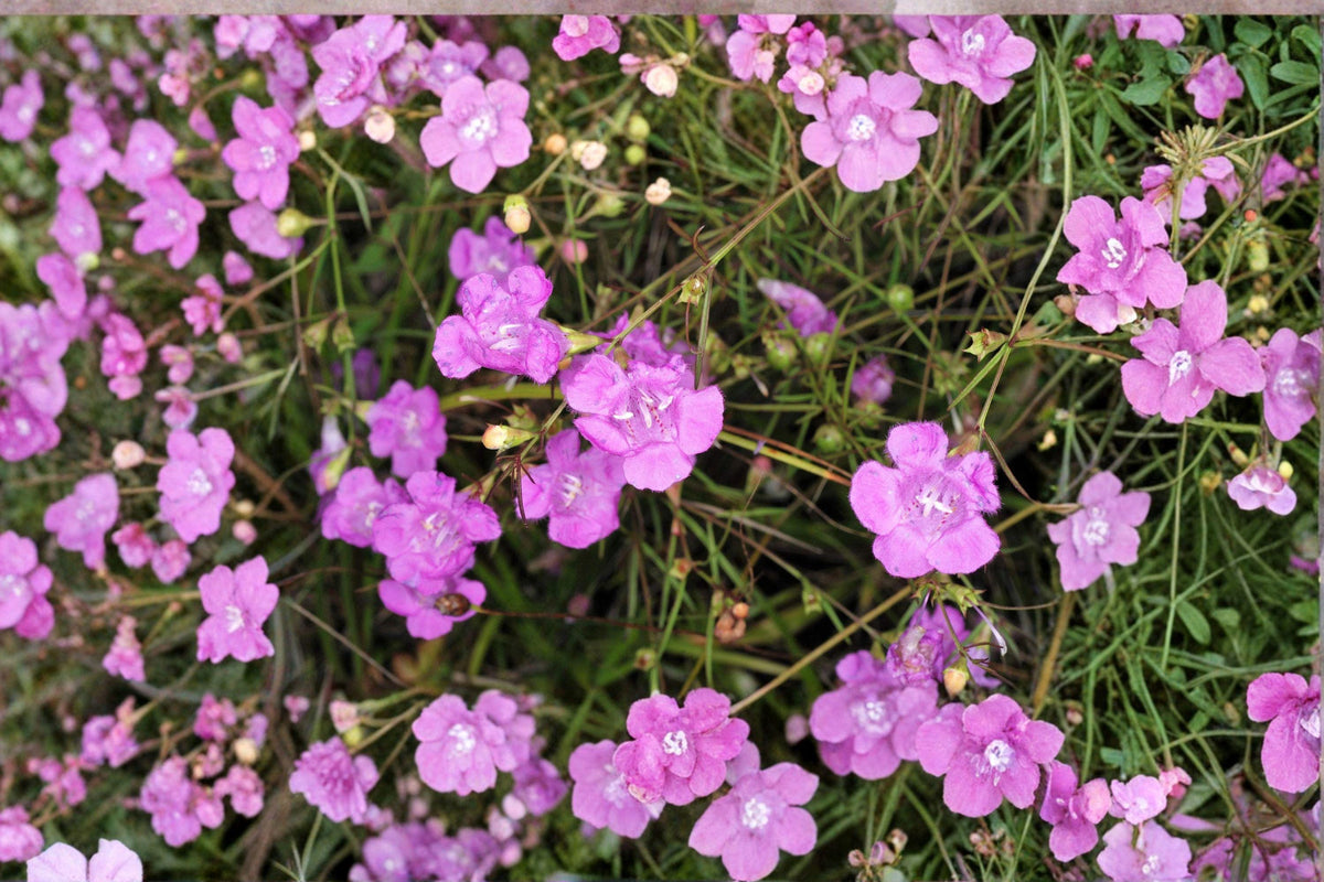 Agalinis Tenuifolia Seeds – Slender False Foxglove Pink Wildflower for Prairies, Meadows & Pollinator Gardens, Native North American Annual