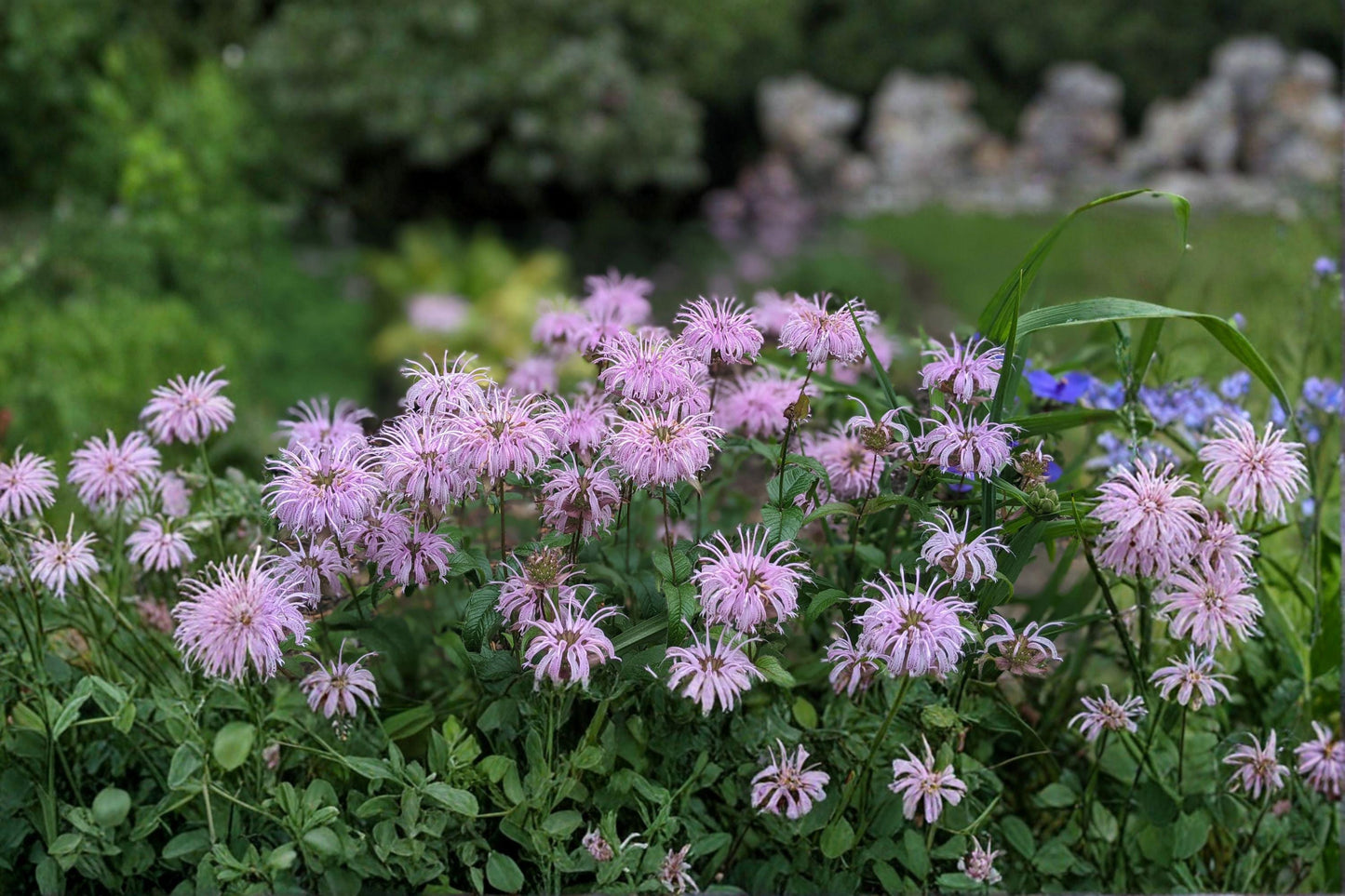 Wild Bergamot Seeds - Lavender Bee Balm, Native Pollinator Perennial, Monarda fistulosa, Drought-Tolerant, Butterfly & Bee Magnet