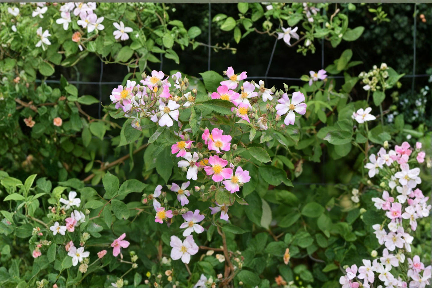 Illinois Climbing Rose Seeds – Native Prairie Rose Rosa setigera, Pollinator Friendly, Pink Blooms, Hardy Perennial for Trellises & Hedgerows