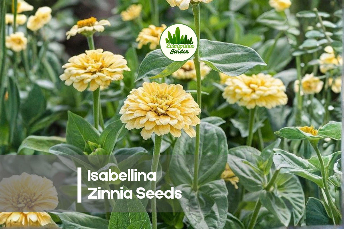 Isabellina Zinnia Seeds – Heirloom Cream-Yellow Blooms, Easy to Grow, Butterfly & Pollinator Friendly, Zinnia elegans, 100 Seeds
