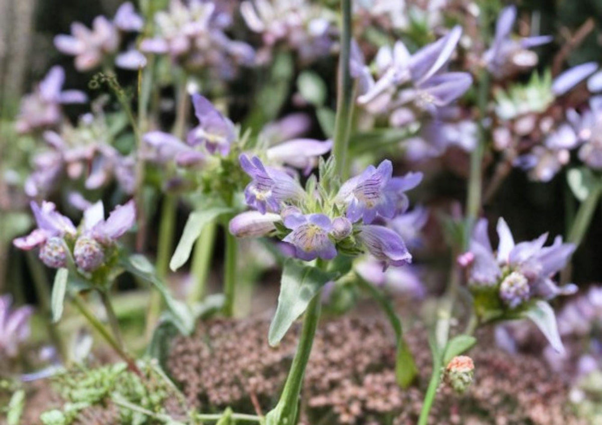 Pagoda Penstemon Seeds – 50 Native Wildflower Seeds, Lavender Blue Tubular Blooms, Penstemon Angustifolius, Drought Tolerant Perennial