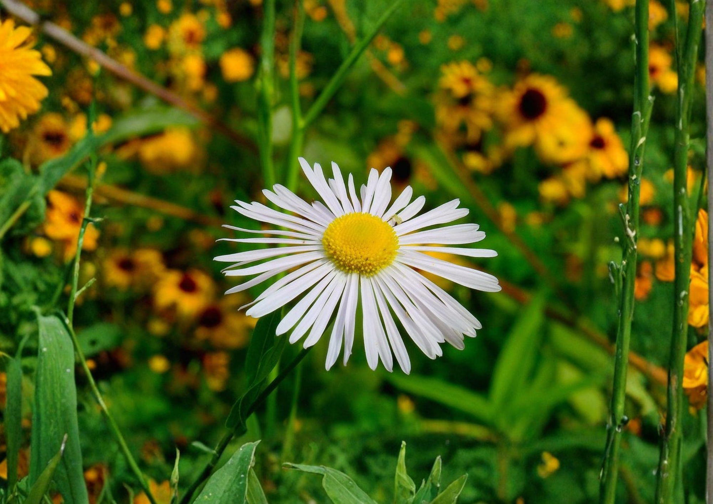 Decurrent False Aster Seeds – Native Wetland Wildflower, Boltonia decurrens, Pollinator-Friendly, 500 Seeds