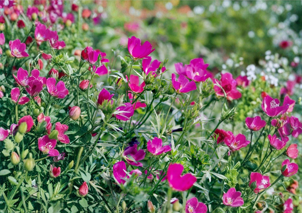 Purple Poppy Mallow Seeds - Magenta Ground Cover Native Perennial Callirhoe involucrata, Drought Tolerant Wildflower, Pollinator Friendly, 15 Seeds