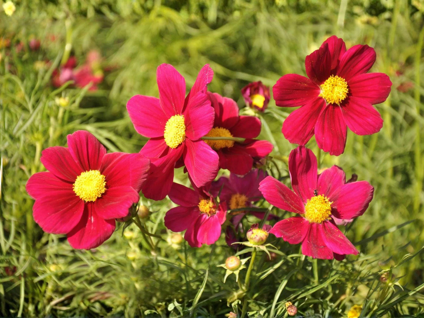 Cosmos Dazzler Seeds – 100 Bright Pink Annual Flower Seeds – Vibrant Summer Blooming Cosmos (Cosmos bipinnatus)