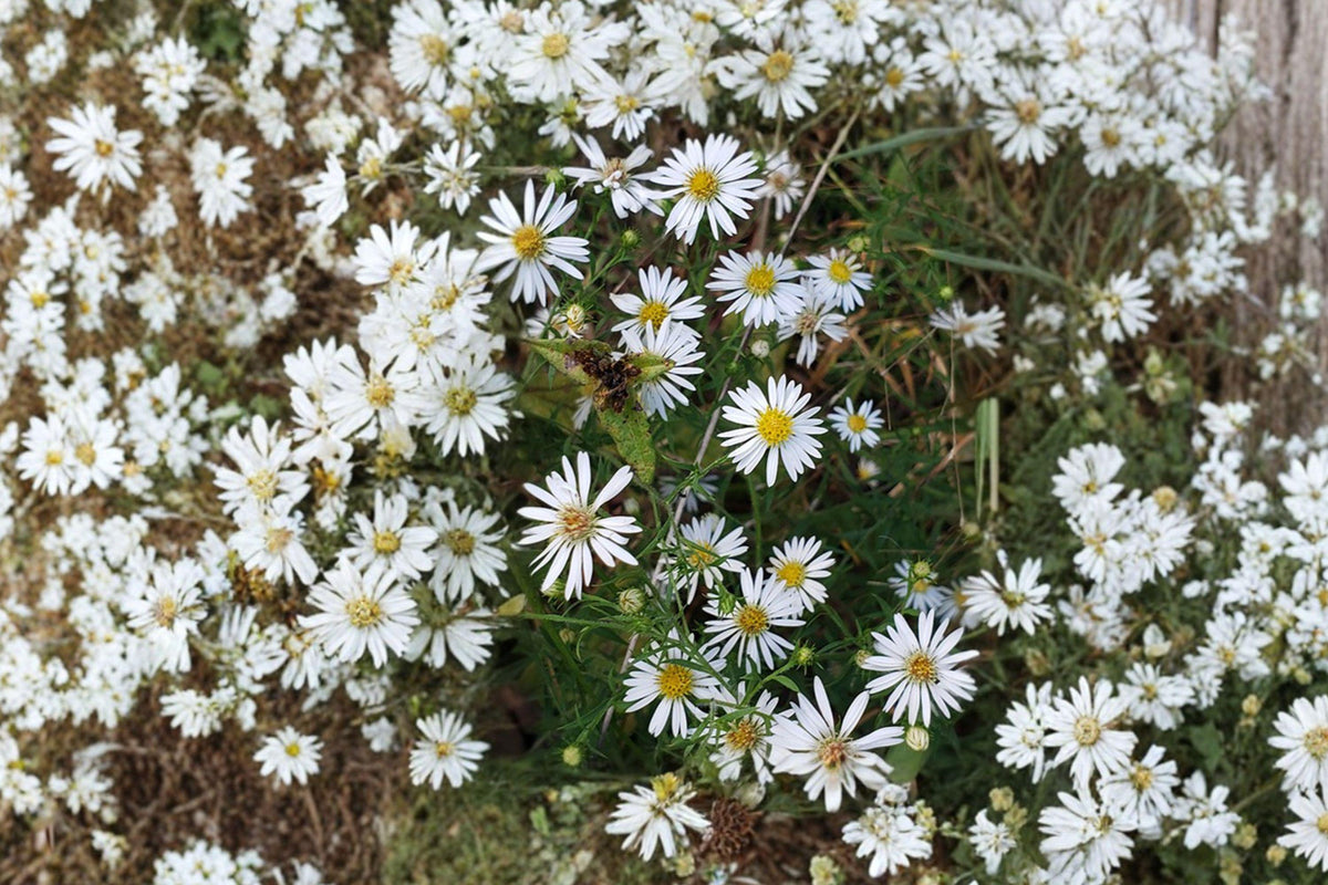 Heath Aster Seeds – Native White Wildflower, Pollinator Friendly Perennial, Symphyotrichum pilosum, Daisy-Like Blooms, Late Season Nectar