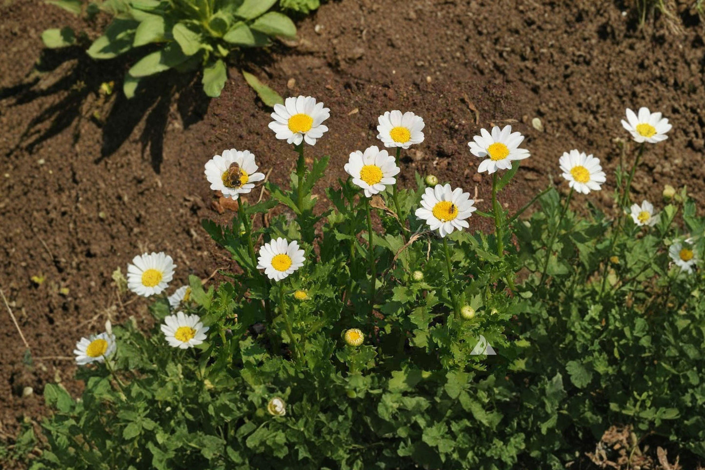Creeping Daisy Seeds – Dwarf White Ground Cover Flower, Pollinator Friendly Chrysanthemum paludosum, Annual Garden Plant
