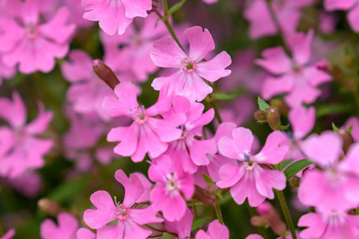 Nodding Catchfly Seeds – Trailing Pink Wildflower for Hanging Baskets, Pollinator Friendly Annual – Silene pendula