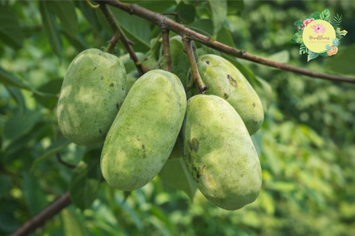 Bare-Root Pawpaw Tree Seedlings, Edible Fruit Trees, Asimina triloba, Garden or Orchard, Pollinator-Friendly, Easy to Grow