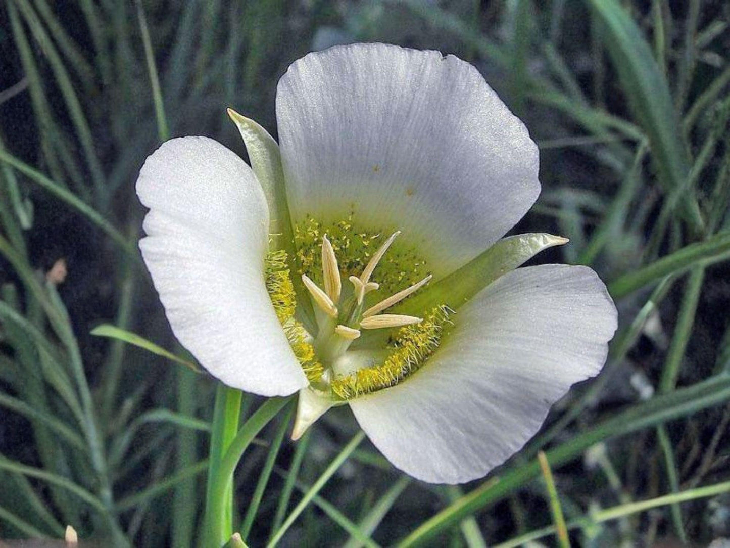 10 Winding Mariposa Lily Seeds – Desert Wildflower Bulb, Calochortus flexuosus, Lavender Pink Native Perennial for Xeriscape Gardens