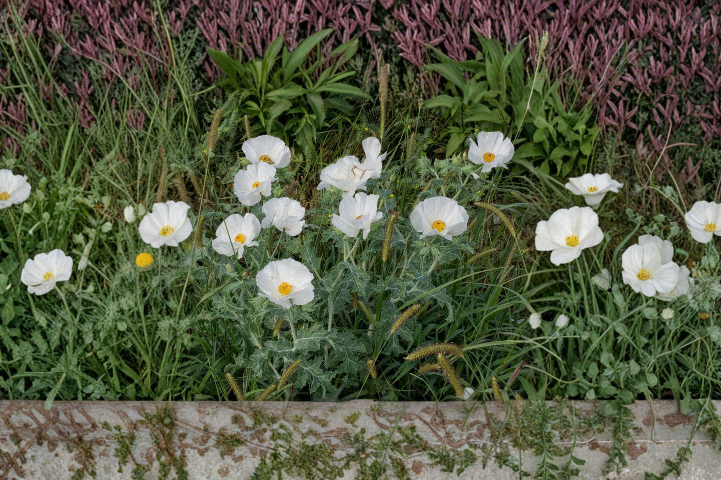 Prickly Poppy Seeds - White Argemone polyanthemos Wildflower, Drought Tolerant Native Plant for Prairie Gardens & Xeriscapes