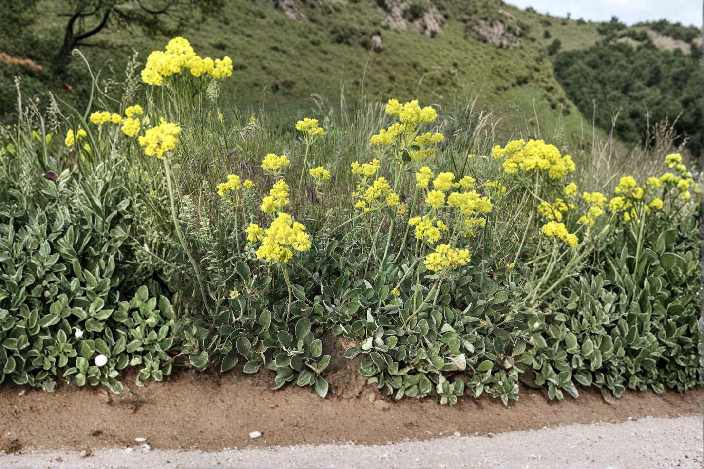 Sulfurflower Buckwheat Seeds - 100 Eriogonum umbellatum Drought-Tolerant Wildflower for Rock Gardens & Xeriscape