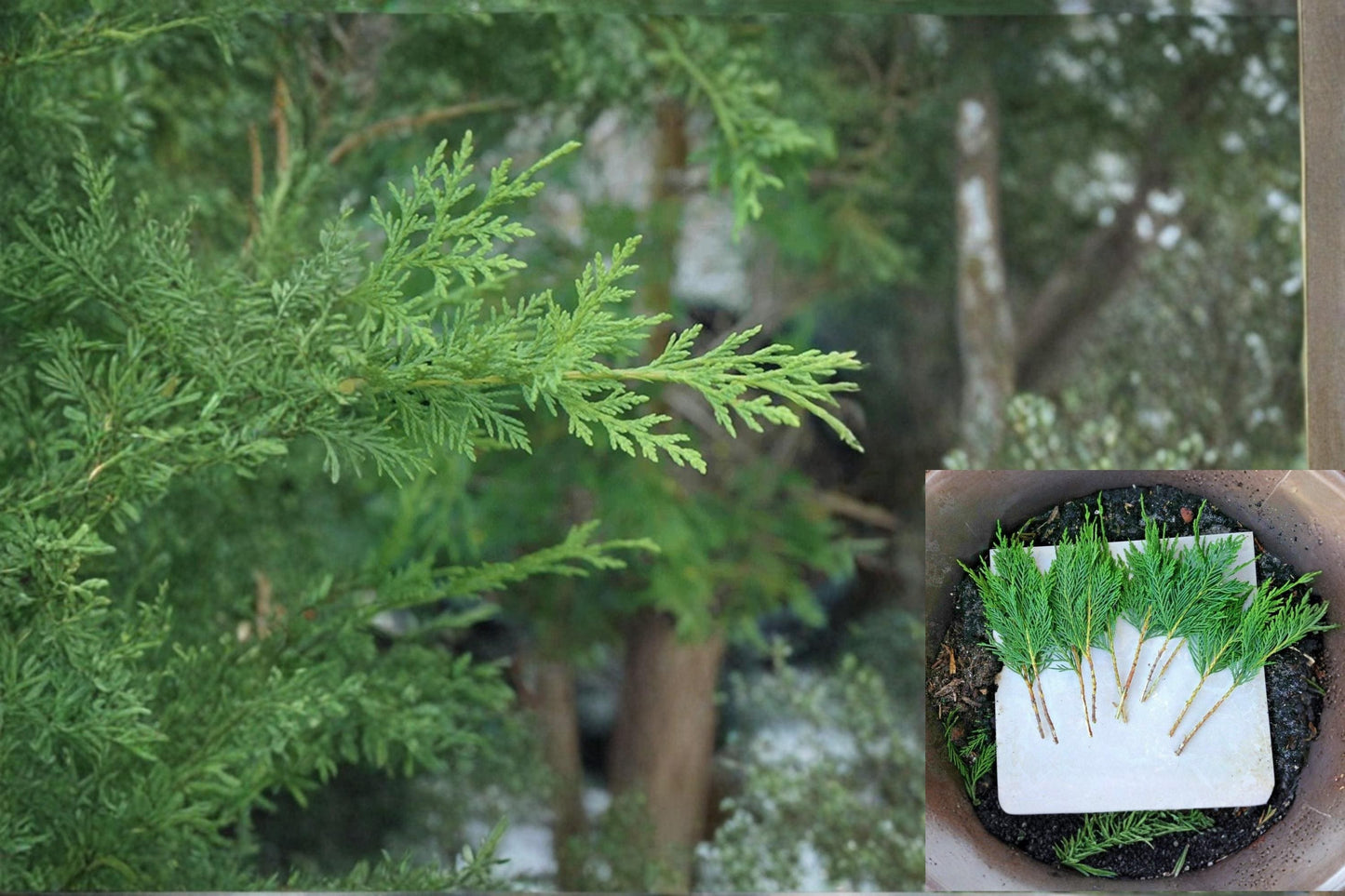 Leyland Cypress Cuttings 6-7" Unrooted Evergreen Conifer for Privacy Screen, Windbreaks, Property Borders - Cupressus × leylandii