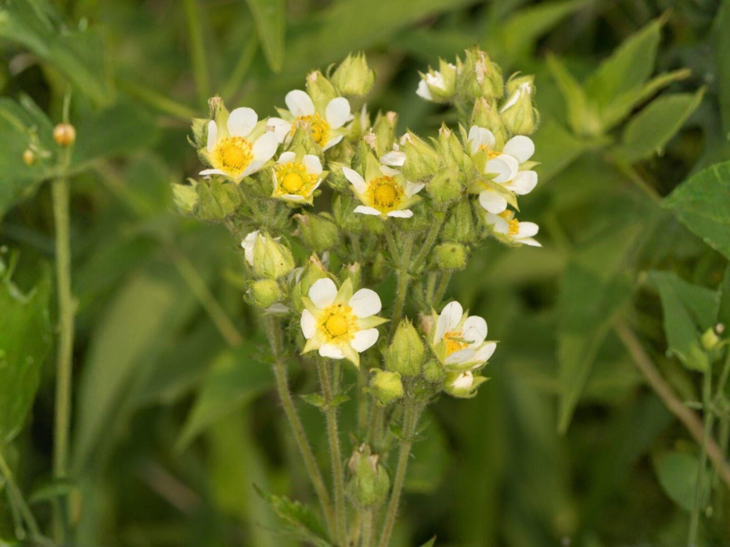 Prairie Cinquefoil Seeds – Native Wildflower – Pollinator Friendly Perennial – Potentilla arguta – 500 Seeds