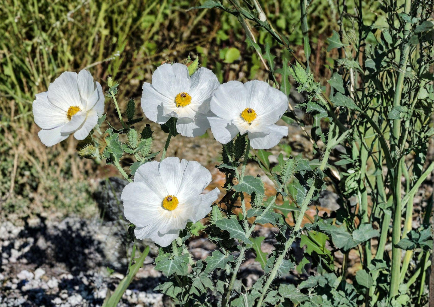 Prickly Poppy Seeds, Native Prairie Wildflower, Argemone polyanthemos, Drought-Tolerant, Bee-Friendly, 15 Seeds
