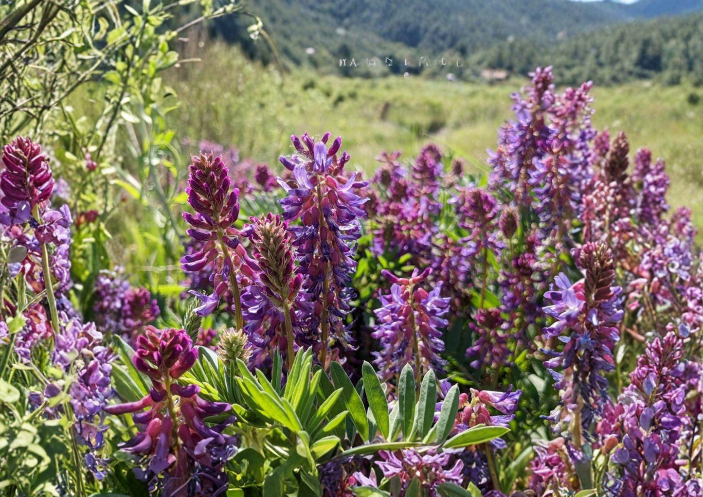 Astragalus bisulcatus Twogroove Milkvetch Seeds, Native Prairie Legume, Purple Flowers, Drought Tolerant Wildflower, Pollinator Friendly