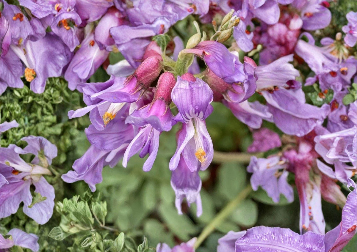 Whisk Broom Milkvetch Seeds – Astragalus convallarius, Purple Prairie Legume, Drought-Tolerant Native Pollinator Plant, 15 Seeds