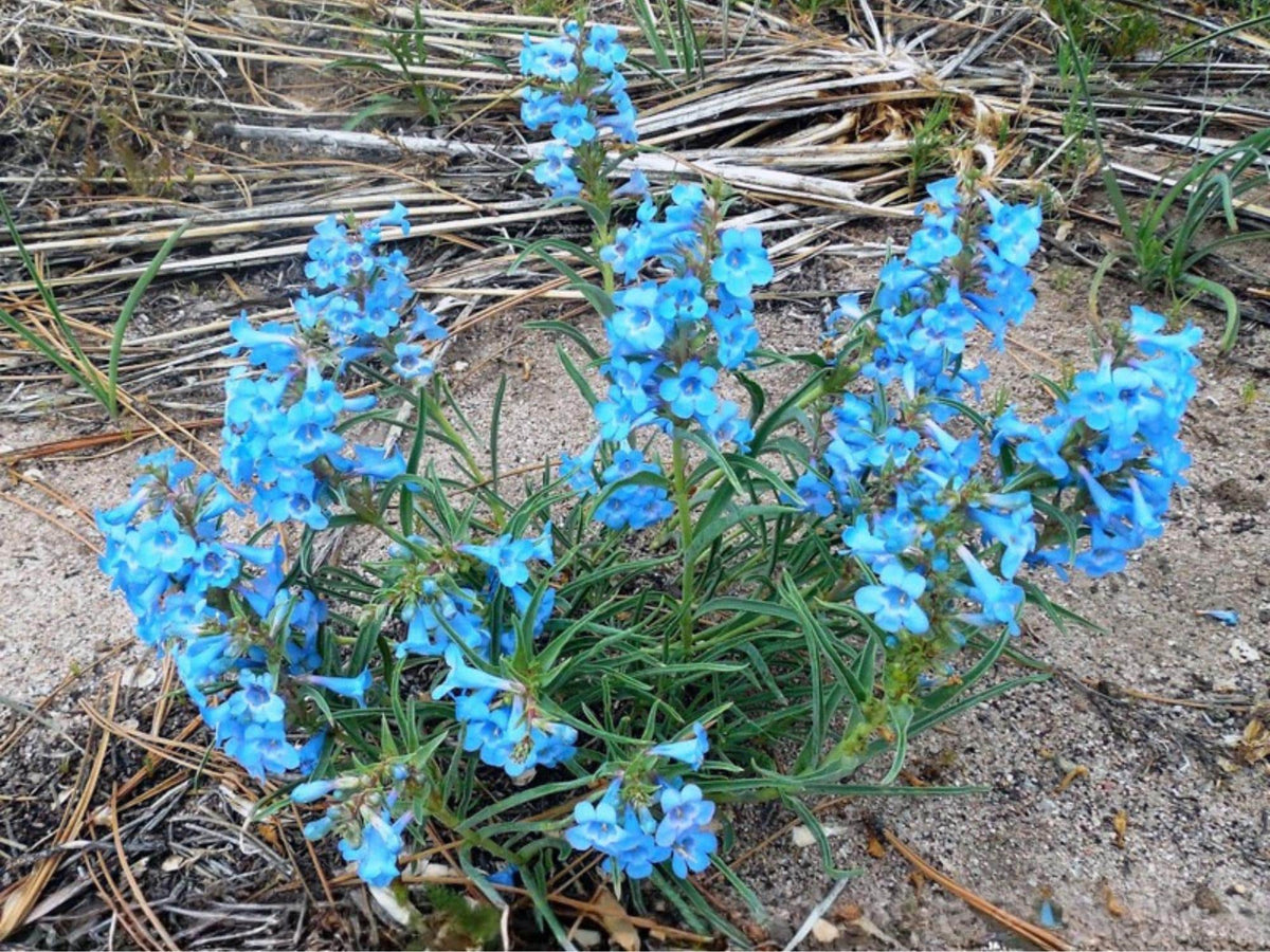 Pagoda Penstemon Seeds – 50 Native Wildflower Seeds, Lavender Blooms, Drought-Tolerant, Perennial, Penstemon angustifolius