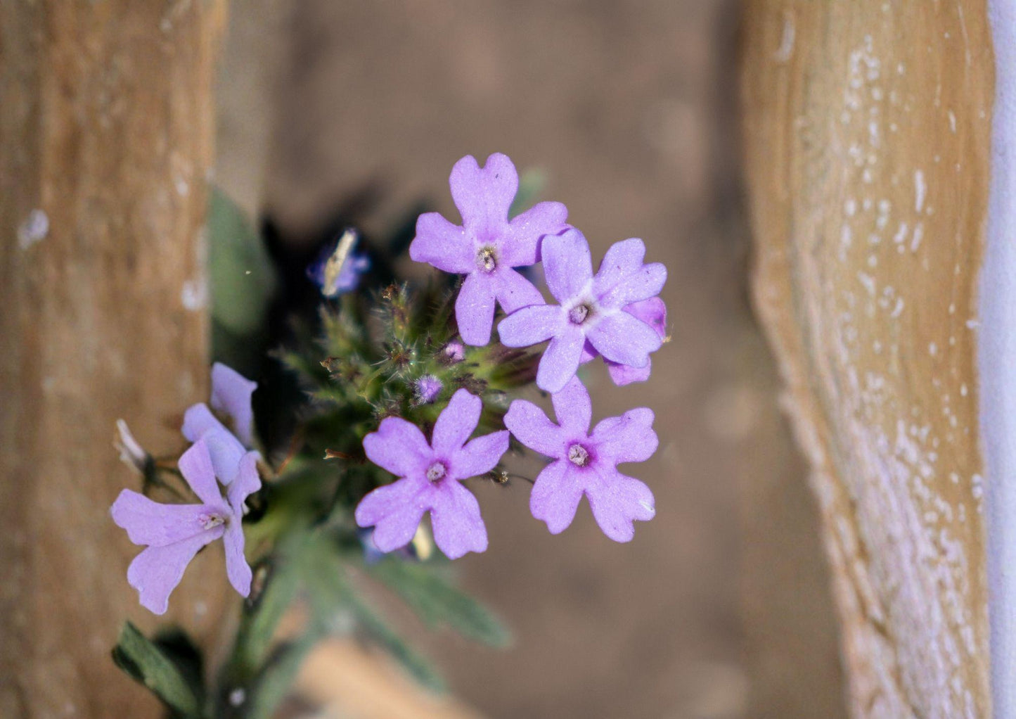 Glandularia bipinnatifida Dakota Vervain Seeds – Native Purple Prairie Wildflower, Drought Tolerant Pollinator Perennial, 50 Seeds