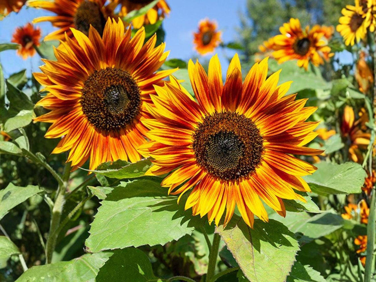 Velvet Queen Sunflower Seeds – 15 Deep Red Heirloom Annuals for Cut Flowers & Garden Borders – Helianthus annuus