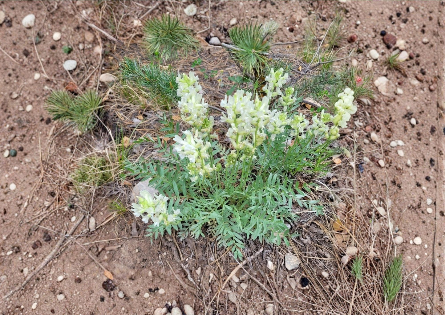 Silky Locoweed Seeds – Native Purple Pea Flower, Drought Tolerant, Oxytropis sericea, Prairie Perennial, Xeriscape Plant