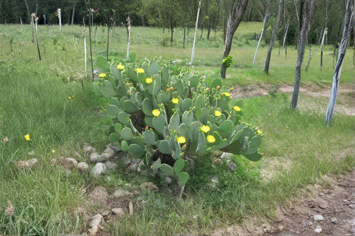 Opuntia Cacanapa ‘Ellisiana’ Spineless Prickly Pear Cactus Cuttings – Drought Tolerant, Ornamental, Full Sun, Well-Draining Soil