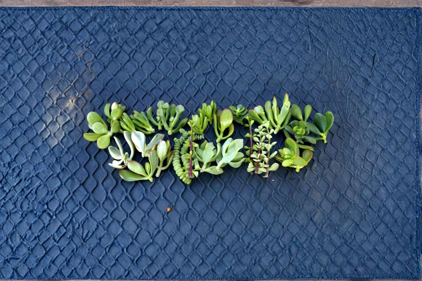 Jade Succulent Cuttings 20+ Mixed Varieties, Unrooted Crassula spp., Drought Tolerant Indoor & Outdoor Plant Collection