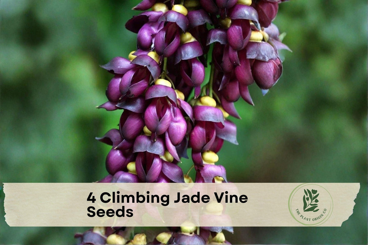 4 Climbing Jade Vine Seeds Mucuna sempervirens Exotic Purple Black Flowering Climber for Trellises