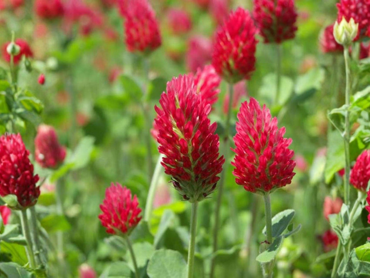 Crimson Clover Seeds – Annual Cover Crop, Nitrogen Fixing, Pollinator Friendly, Trifolium incarnatum, 100 Seeds