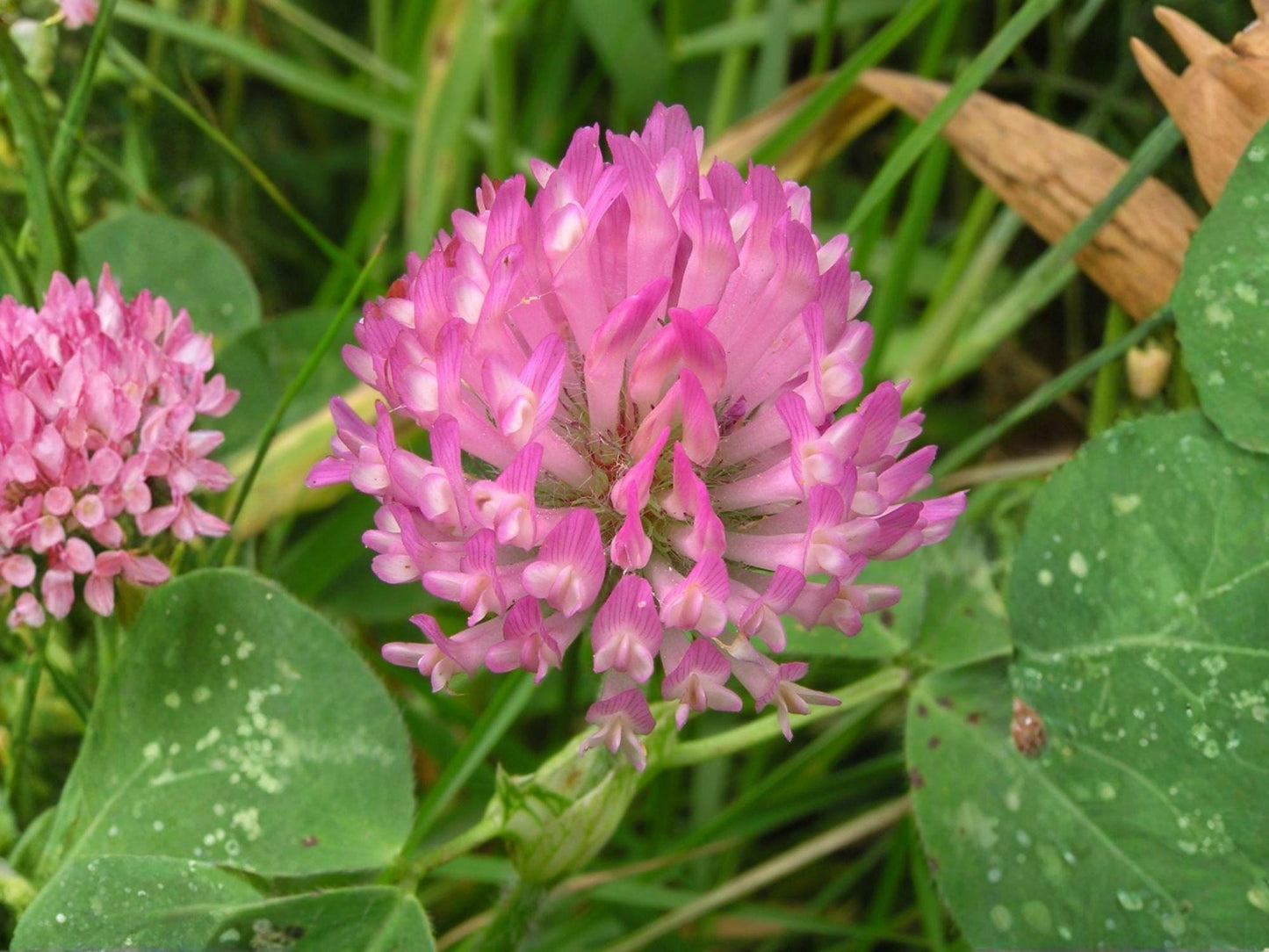 Red Clover Seeds – Perennial Cover Crop for Soil Fertility, Forage & Pollinator Support – Trifolium pratense