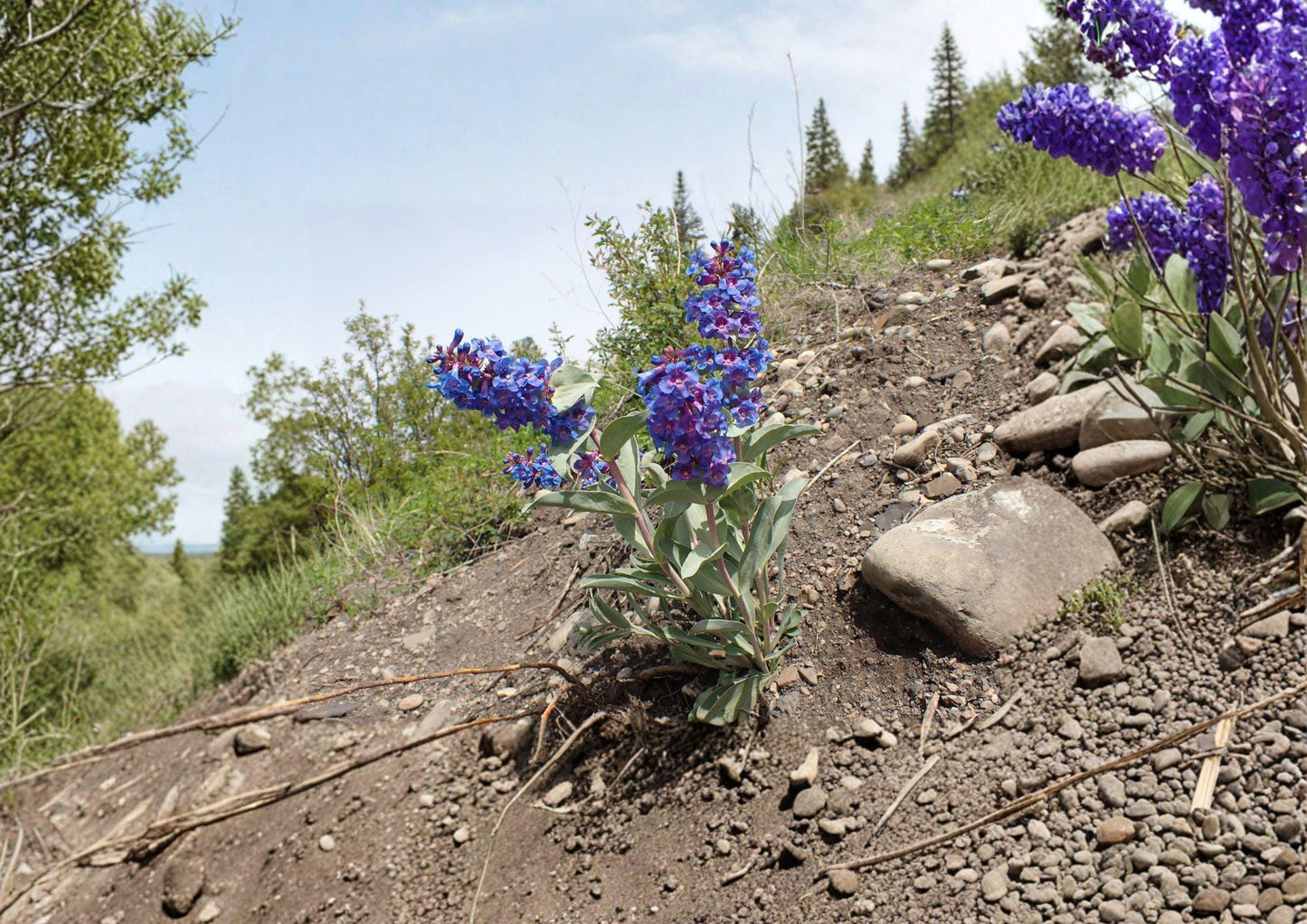 Penstemon Nitidus Seeds – 50 Native Wildflower Seeds for Purple Blue Blooms, Drought Tolerant, Pollinator Friendly, Prairie Perennial